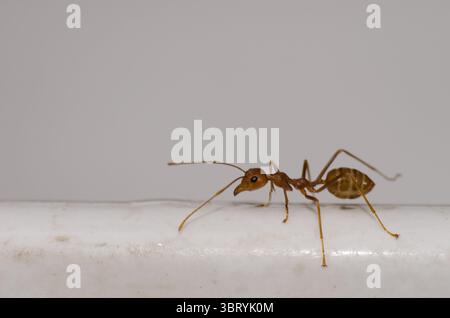 Gelbe verrückte Ameise Anoplolepis gracilipes. Bezirk Hoa Lu. Provinz Ninh Binh. Vietnam. Stockfoto