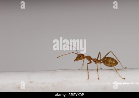Gelbe verrückte Ameise Anoplolepis gracilipes. Bezirk Hoa Lu. Provinz Ninh Binh. Vietnam. Stockfoto