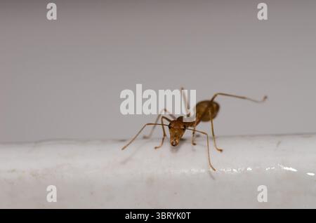 Gelbe verrückte Ameise Anoplolepis gracilipes. Bezirk Hoa Lu. Provinz Ninh Binh. Vietnam. Stockfoto