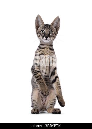 Süßes schwarzes, tabbygepunktetes Savannah-Katzenkätzchen, das wie ein Erdmännchen vorne sitzt. Blick direkt auf die Kamera. Isoliert auf weißem Hintergrund. Stockfoto