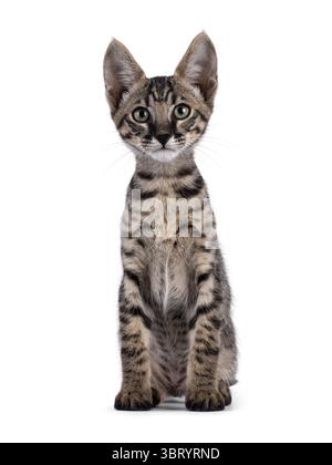 Süßes schwarzes, tabby gepunktetes Savannah-Katzenkätzchen, das vorne sitzt. Blick direkt auf die Kamera. Isoliert auf weißem Hintergrund. Stockfoto