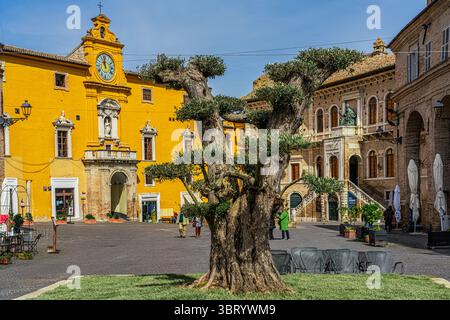 Majestätisch steht auf der Piazza del Popolo von Fermo ein alter Olivenbaum, in dem die Stadtbibliothek und der Priorenpalast die Kulisse bilden. Marken Stockfoto