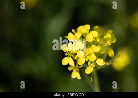 Senfblume im grünen Gras auf dem Feld. Wilde gelbe Blume. Stockfoto