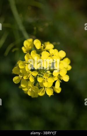 Senfblume im grünen Gras auf dem Feld. Wilde gelbe Blume. Stockfoto