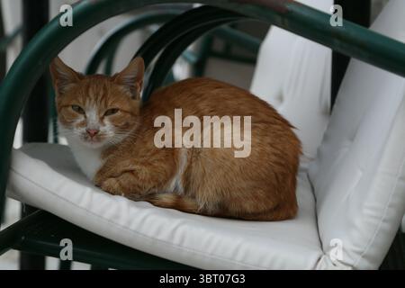 Eine Ingwer-weiße Katze sitzt auf einem Stuhl in Dubrovnik, Kroatien Stockfoto