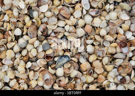 Blick von oben auf eine große Sammlung von verschiedenen britischen Muscheln, einschließlich Muscheln, Welpen, Cockles, Limpets und Periwinkles. Stockfoto