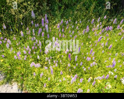 Eine große Ausstellung von gewöhnlichen gefleckten Orchideen, Dactylorhiza fuchsii, auf der blühenden Wiese von Great Dixter, Kent, Großbritannien Stockfoto