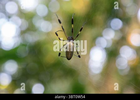 Golden Orb Spider Weibchen - Trichonephila clavipes? Stockfoto