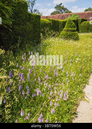 Eine große Ausstellung von gewöhnlichen gefleckten Orchideen, Dactylorhiza fuchsii, auf der blühenden Wiese von Great Dixter, Kent, Großbritannien Stockfoto
