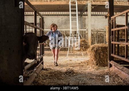 Frauen, die auf dem Bauernhof arbeiten - Stallreinigung und Heu für die Kühe im Stall und in den Scheunen aufbringen | Epouse et femme d'Eleveur travaillant dans la Stockfoto