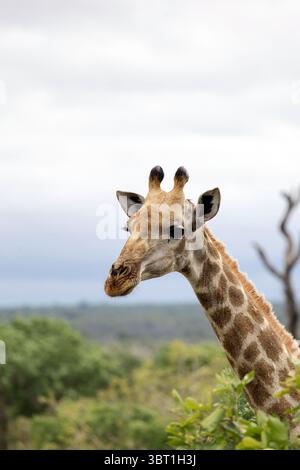 Niedliches Giraffen-Porträt, Savanne in Afrika, Safaritier. Stockfoto