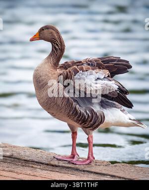 Ein Seitenbild einer Graugans, die mit ihren Flügeln flattert. Stockfoto
