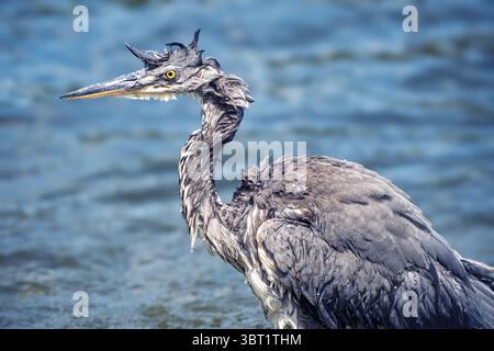 Ein Nahaufnahme eines großen blauen Reihers am Wasser. Stockfoto