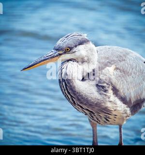Seitenansicht eines grauen Herings. Stockfoto