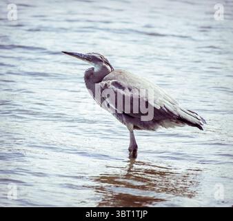 Seitenansicht eines grauen Herings, der im Wasser steht. Stockfoto