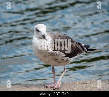 Eine Nahaufnahme einer jungen Heringsmöwe am Ufer des Wassers. Stockfoto