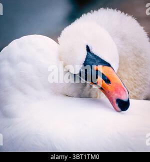 Ein Nahporträt eines stummen Schwans. Stockfoto