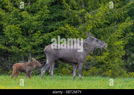 Elche / Elche (Alces alces) Kuh mit einzelnem Kälber, die im Frühjahr auf einer Wiese am Waldrand auf der Suche sind, Schweden, Skandinavien Stockfoto