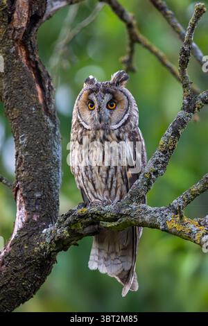 Langohrige (Asio otus) im Sommer im Wald auf einem Baum Stockfoto