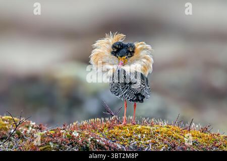 Ruff (Calidris pugnax) Territorialmännchen im Zuchtgefieder in lek im Frühjahr, Skandinavien Stockfoto