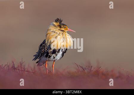 Ruff (Calidris pugnax) Territorialmännchen im Zuchtgefieder in lek im Frühjahr, Skandinavien Stockfoto
