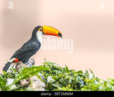 Ein Toco Toucan, der auf einem Baum sitzt Stockfoto