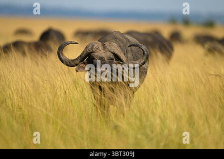 Kap-Büffel in hohen Gräsern, Masai Mara Reserve, Kenia Stockfoto