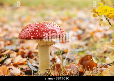 Detaillierte Seitenansicht eines rot-weißen Fliegenpilzes (Amanita muscaria), aufgenommen an einem sonnigen Herbsttag zwischen Herbstlaub in den Niederlanden Stockfoto