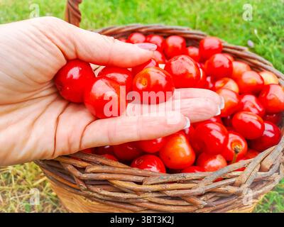 Die Frau hält reife rote Kirschen in den Händen. Hintergrund eines Korbes mit Kirschen Stockfoto