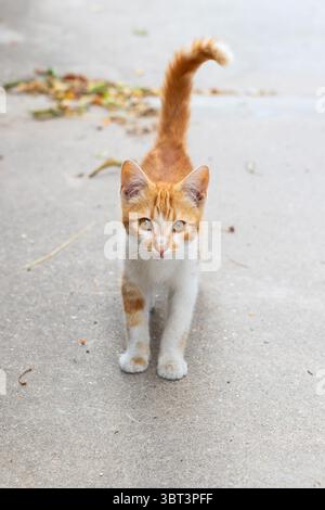 Ein kleiner Ingwer und ein weißes streunendes Kätzchen auf der Straße Stockfoto