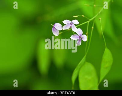 Eine Nahaufnahme von zarten violetten Wildblumen vor einem lebhaften grünen, verschwommenen Hintergrund. Fängt das Wesen der Eleganz und Ruhe der Natur ein Stockfoto