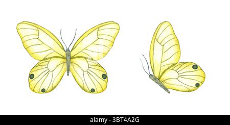 Zwei zitronengelbe Schmetterlinge mit schwarzen Flecken in der oberen und seitlichen Ansicht Aquarell-Set isoliert Hintergrund. Handgemaltes Fantasy-Insekt für Hochzeitsstation Stockfoto