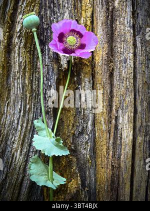 Mohnblumen schöne Kunst rustikal Stockfoto