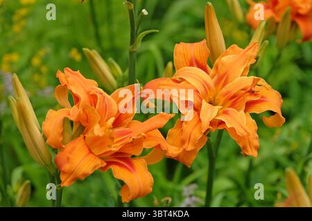 Orange Doppel Hemerocallis fulva Taglilie „Kwanso“ in Blüte. Stockfoto