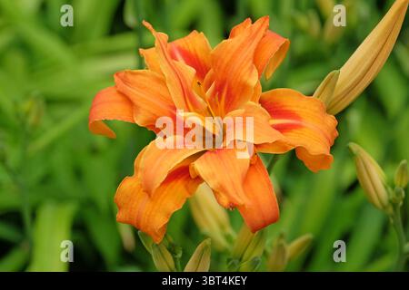 Orange Doppel Hemerocallis fulva Taglilie „Kwanso“ in Blüte. Stockfoto