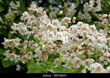 Weiße Catalpa bignonioides, auch als indischer Bohnenbaum oder Zigarrenbaum bekannt, in Blüte. Stockfoto