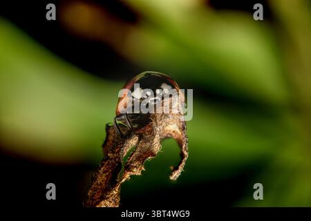 Marienkäfer im Makro auf Blatt Stockfoto