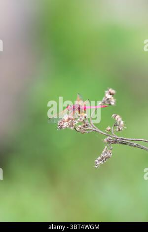 Trithemis Annulata, Violett Markierter Tropfdarter, Lila Errötete Oder Pflaumenfarbene Libelle, Männliches Insekt In Indien Stockfoto