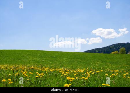 Grüne Wiese mit Löwenzahn in der Sonne unter blauem Himmel im Schwarzwald. Foto im Querformat. Stockfoto