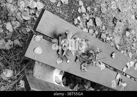 Herbst, Whizgle News, Dutch Desk, Niederlande, 1950 - 2000 am 14-09-1993. Dies sind die Themen im Bild. Die Szene zeigt eine Holzbank aus nächster Nähe, die teilweise mit verstreuten Blättern und Zweigen bedeckt ist. Die Bank mit ihrem einfachen, rustikalen Design hat eine warme, satte braune Farbe, ein sanfter Kontrast zu den monochromen Tönen der Umgebung. Blätter in unterschiedlichen Farbtönen – einige gewellt und trocken, andere hingegen frischer – verfärben sich auf der Oberfläche und dem Boden um die Bank und bilden einen strukturierten Teppich darunter. Die Blätter, die an den Herbst erinnern, verleihen der Komposition eine natürliche, vergängliche Qualität Stockfoto