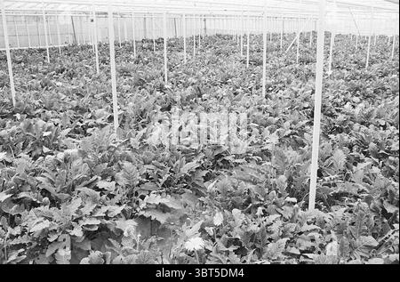 Mittwoch Van Wijk Aalsmeer mit Gerberas Blumenparade Blumenausstellung People, Whizgle News, Dutch Desk, Niederlande, 1950 - 2000 am 13-06-1963. Das Bild enthält diese Themen. Die Szene zeigt ein riesiges Gewächshaus, das mit einem ausgedehnten Pflanzenfeld gefüllt ist, überwiegend mit Blattgrün. Reihen von leuchtendem Laub ziehen sich über den Boden und schaffen einen üppigen Teppich in verschiedenen Grüntönen. Zwischen den Grünflächen sind gelegentlich Farbanstiche von blühenden Blumen, die der ansonsten gleichmäßigen Landschaft einen Hauch von Helligkeit verleihen. Das Gewächshaus zeichnet sich durch sein Skelett aus Stockfoto