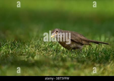 Gemeines Verhalten der Schwarzvogel-Weibchen (Turdus merula) bei der Nahrungssuche im grünen Gras Stockfoto