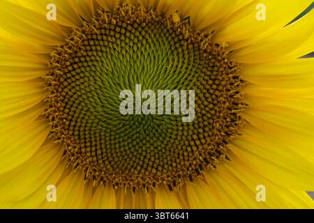 Sonnenblume Nahaufnahme Scheibe Floret ray Floret Stockfoto