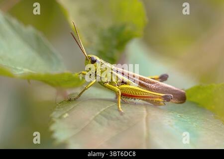 Large Marsh Grasshopper (Stethophyma grossum). Auf Gras in natürlicher Umgebung. Wildnis-Szene der Natur in Europa. Stockfoto