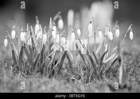 Snowdrops, Whizgle News, Dutch Desk, Niederlande, 1950 - 2000 am 03-02-1994. Das Bild enthält diese Themen. Die Szene fängt eine zarte Gruppe von Schneeglöckchen ein, die sich durch ihre reinweißen, herabhängenden Blütenblätter auszeichnen, die an Tropfen erinnern. Diese Blüten entstehen aus dünnen grünen Stielen und schaffen ein weiches, fast ätherisches Aussehen. Der Hintergrund ist unscharf und betont den Vordergrund, der eine sanfte Wellenbewegung von Gras zeigt, das leicht feucht ist und auf einen kürzlichen Regen oder Morgentau hindeutet. Dezente Grautöne dominieren die Komposition und verleihen ihr eine heitere, monochromatische Qualität, wie sie erinnert Stockfoto