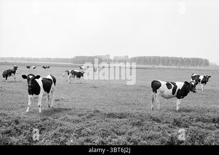 Wijkerbroekpolder Polder Velserbroek, Whizgle News, Dutch Desk, Niederlande, 1950 - 2000 am 07-07-1981. Die Abbildung zeigt diese Themen. Die Szene zeigt eine ruhige ländliche Landschaft, die überwiegend mit üppigem grünem Gras gefüllt ist. Im Vordergrund weiden mehrere schwarz-weiße Milchkühe friedlich, ihre markanten Markierungen bilden einen auffälligen Kontrast zum lebhaften Grün. Die Kühe stehen in unterschiedlichen Entfernungen, einige näher am Betrachter, während andere weiter über die weitläufige Wiese verstreut sind. Ihre Mäntel sind glänzend und reflektieren weiches Licht, das die Szene in ein sanftes Leuchten taucht. O Stockfoto