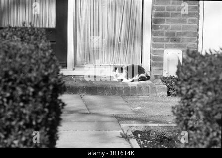Blauwe Beugelstr. R'hout Rijsenhout, Whizgle News, Dutch Desk, Niederlande, 1950 - 2000 am 24-04-1994. Diese Themen werden in der Abbildung angezeigt. Die Szene zeigt eine ruhige Wohnumgebung, die sich durch eine Mischung aus natürlichen und architektonischen Elementen auszeichnet. Eine Katze mit einem auffälligen schwarz-weißen Fell ist bequem an einem sonnendurchfluteten Ort auf einem niedrigen Steinvorsprung vor einem Haus gelegen. Die Katze scheint entspannt zu sein, liegt auf der Seite und genießt vielleicht die Wärme der Sonne. Um den Vorsprung herum bilden ordentlich geschnittene Hecken einen grünen Rand, der der Komposition einen Hauch von Weichheit verleiht. Die Hintergrundfunktionen Stockfoto