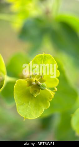 Zypressenspourge gelblich-grüne Blumen Makrofotografie. Eine Nahaufnahme der blühenden Pflanze. Stockfoto