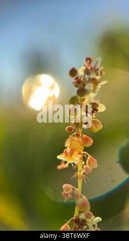 Roter Sauerampfer blühender Stamm beleuchtet mit der Sonne Makrofotografie. Stockfoto