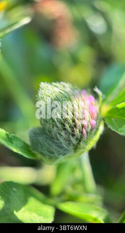 Eine Nahaufnahme einer rosafarbenen Kleeblüte. Rotklee-Makrofotografie Stockfoto